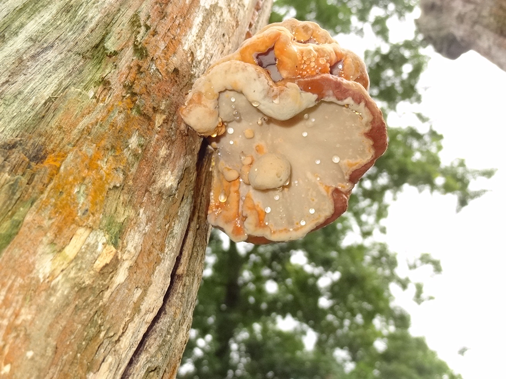  Uistapje 2017, rondleiding in de natuur en uitleg van de natuur. 